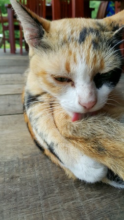 Cat washing itselfの素材