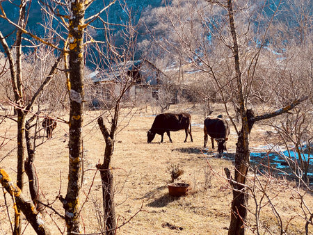 Cows grazing on a meadow in the mountains.の写真素材
