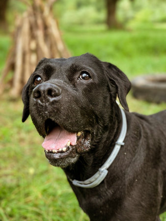 Portrait of a black Labrador Retriever in the park.の写真素材