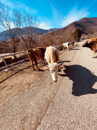 Cows on the road in Pyrenees, Andorraの写真素材