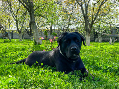 Black labrador lying on the green grass in the garden. Sunny day.の写真素材