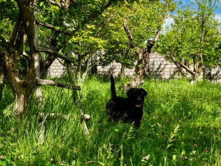 Black dog in the green grass near the fence on a sunny dayの写真素材