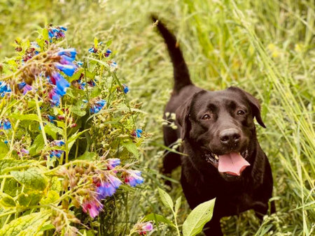 Black Labrador Retriever in a field with flowers. Selective focus.の写真素材
