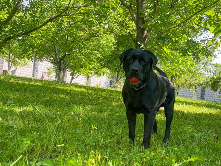 Black Labrador Retriever with ball on the grass in the parkの写真素材
