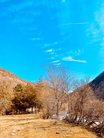 Trees and blue sky in winter, natural landscape background, Thailand.
