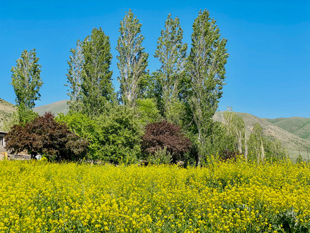 Rural landscape with yellow wildflowers and poplar trees.の写真素材