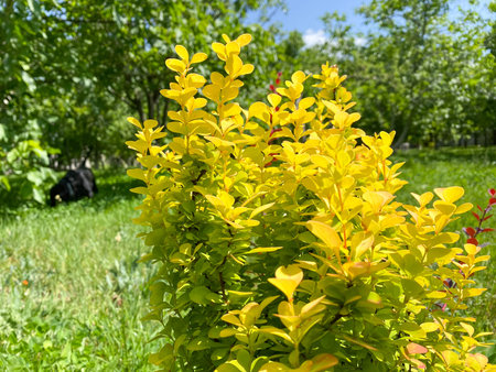 Green bush with yellow leaves in the garden on a sunny summer dayの写真素材