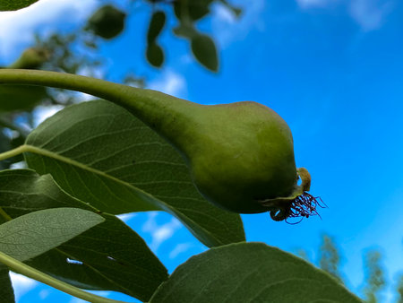 pears ripen on a tree in the garden against the blue skyの写真素材