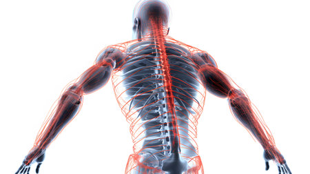 3d illustration of the human spine. backache. Back Bone. medical concept.の素材