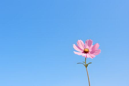 Cosmos flower in the blue sky background with space for text.の素材