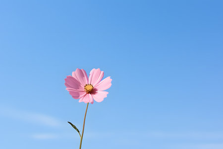 Cosmos flower in the blue sky background with space for text.の素材