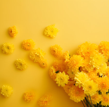Yellow chrysanthemum flowers on yellow background. Flat lay, top viewの素材