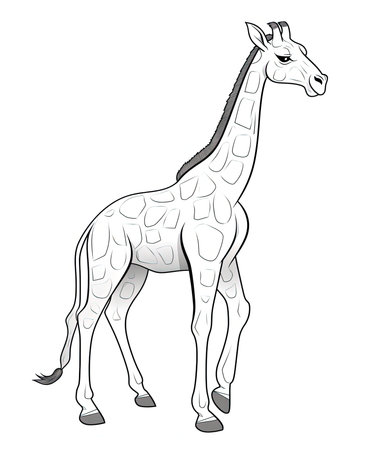 Illustration of a giraffe on a white background, vector illustrationの素材