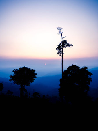 Sunset and tree silhouetteの写真素材
