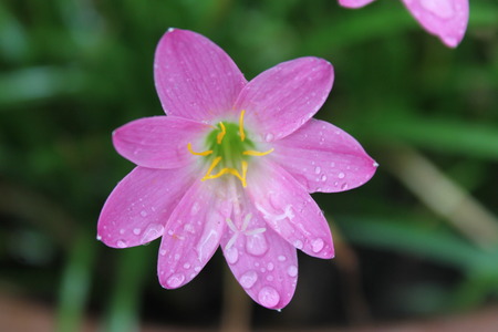 flowerの写真素材