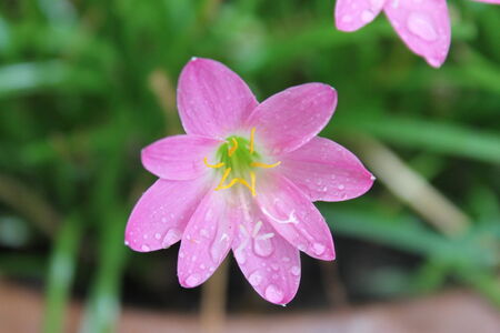 flowerの写真素材