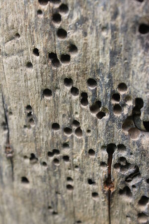 natural wood の写真素材