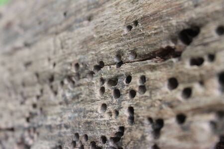 natural wood の写真素材