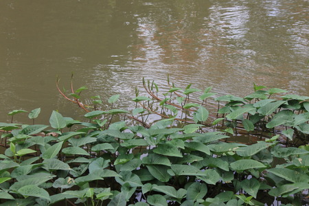 life near canalの写真素材