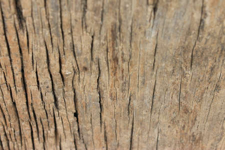 natural wood の写真素材