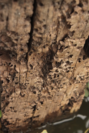 natural wood の写真素材