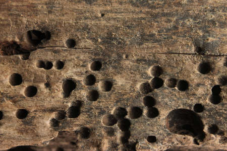 natural wood の写真素材