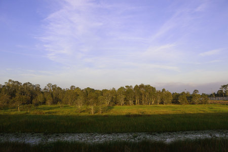Blue sky and forest green scape