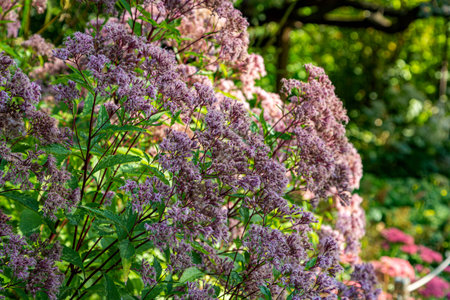 Eupatorium maculatum Atropurpureum in garden