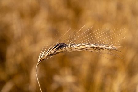 Rye with ergot in the fieldの写真素材