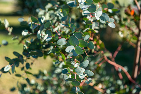 eucalyptus hunni grows in the gardenの写真素材