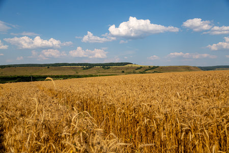 field with spikelets of ripe wheatの写真素材
