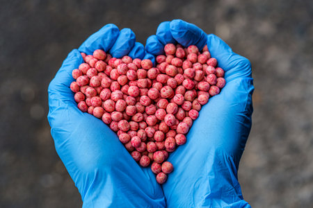 Close-up of a handful in the hands in the form of a heart etched soybean seedsの写真素材