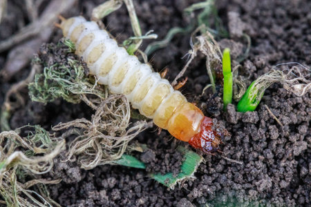 Larva of Zabrus tenebrioides Goeze is a species of black ground beetle Carabidaeの写真素材