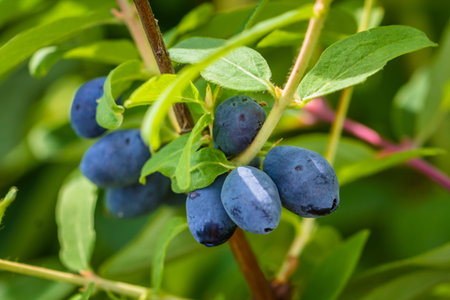 Ripe honeysuckle berries hang on a branch