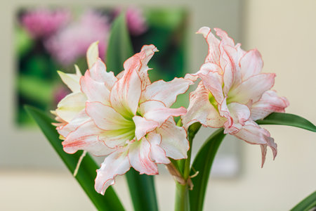 Hippeastrum Amaryllis Aphrodite double flowering close upの写真素材