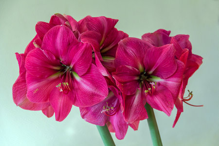 Hippeastrum Amaryllis pink amaryllis flower blooming close upの写真素材