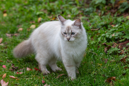Picture of a nevsky masquerade cat in a garden stock photoの写真素材