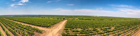 Rows of green vines in a vineyard in rural Moldovaの写真素材