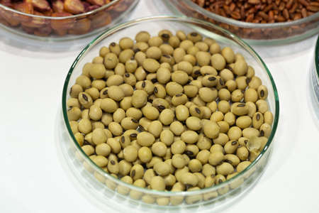 Soy seeds in a petri dish in the labの写真素材