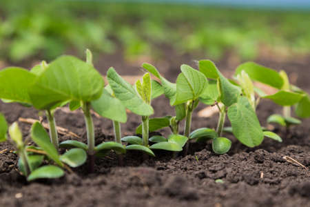 Fresh green soy plants on the field in spring. Rows of young soybean plantsの写真素材