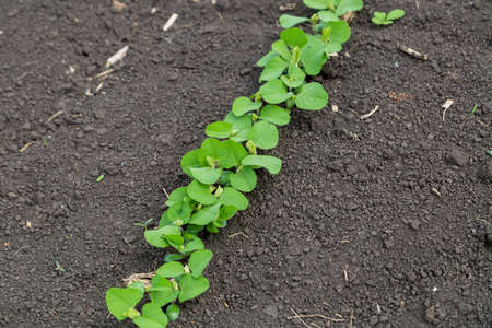Fresh green soy plants on the field in spring. Rows of young soybean plantsの写真素材