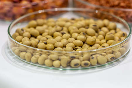 Soy seeds in a petri dish in the labの写真素材