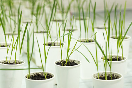 Cereal plants in white cup. Research in the laboratory
