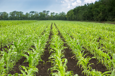 Green field of young corn with clean rowsの写真素材