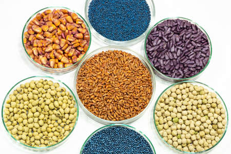 Colorful pesticide-treated rapeseed, sunflower, wheat, pea, soy, and corn seeds in a petri dish in the labの写真素材