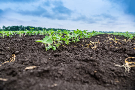 Fresh green soy plants on the field in spring. Rows of young soybean plants