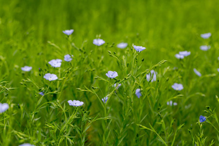 Flax blooms. Green flax field in summer Sunny day. Agriculture, the cultivation of flax.