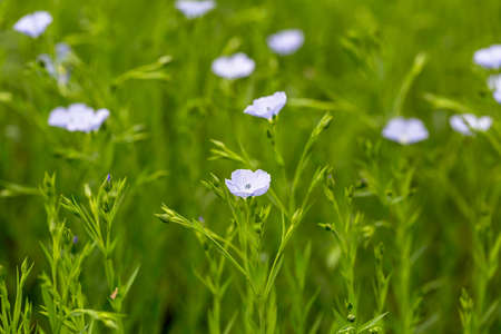 Flax blooms. Green flax field in summer Sunny day. Agriculture, the cultivation of flax.の写真素材