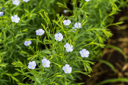 Flax blooms. Green flax field in summer Sunny day. Agriculture, the cultivation of flax.の写真素材