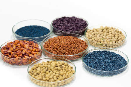 Colorful pesticide-treated rapeseed, sunflower, wheat, pea, soy, and corn seeds in a petri dish in the labの写真素材